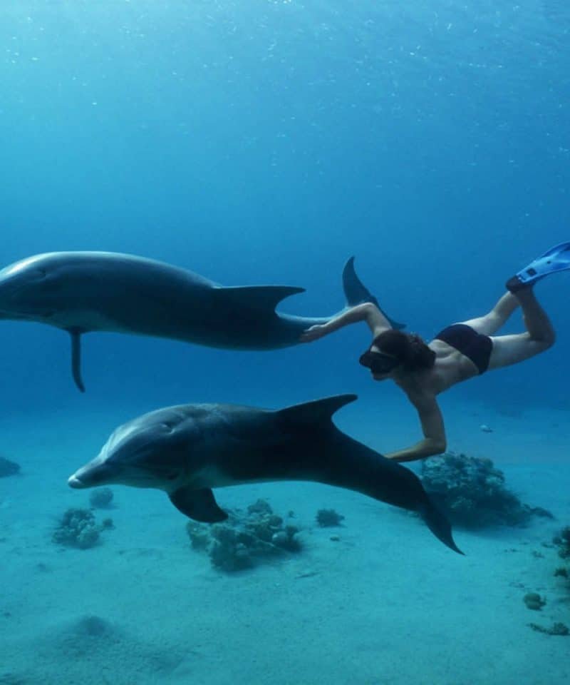 Dolphin House