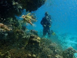 Diving trips